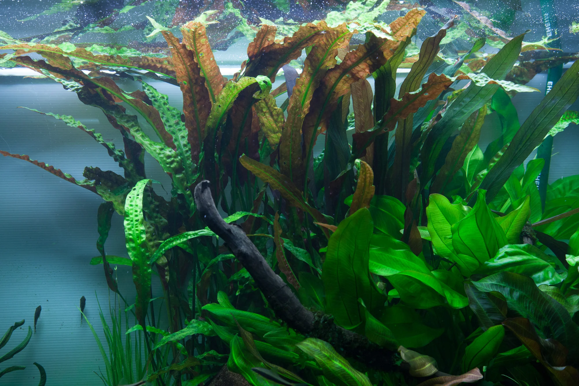 Cryptocoryne usteriana Tropica - Image 3