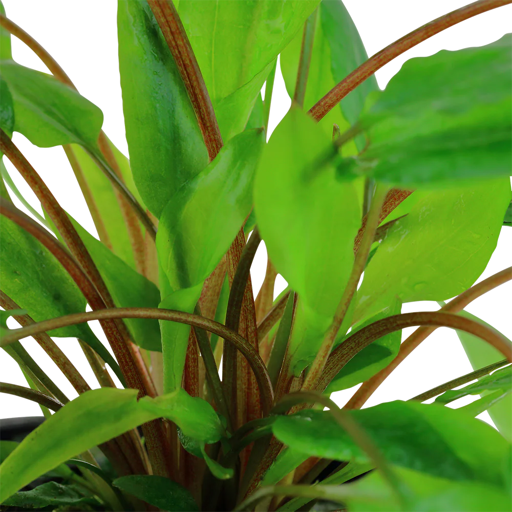 Cryptocoryne wendtii Tropica - Image 3