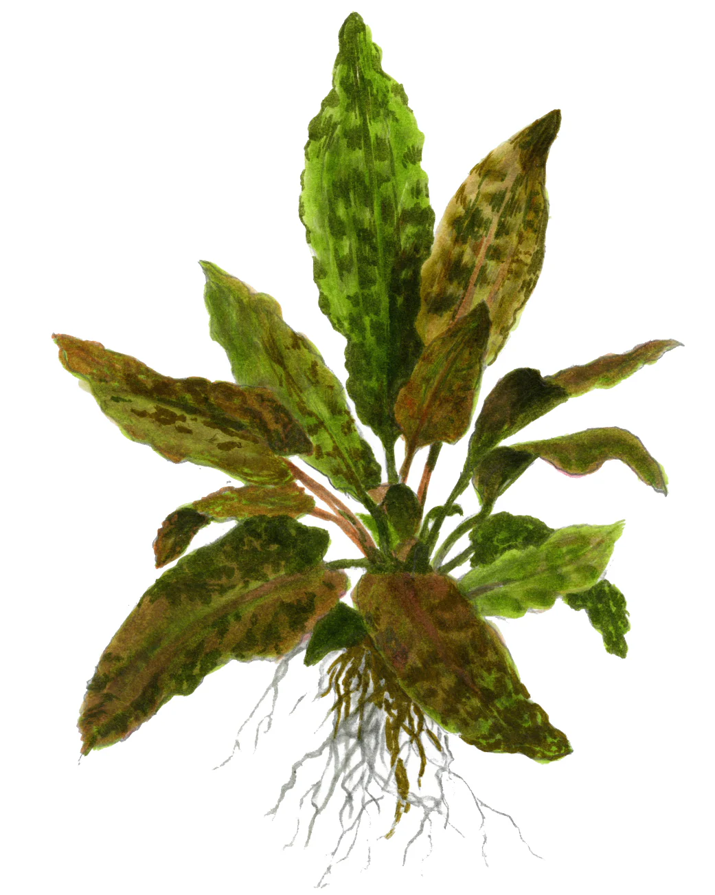 Cryptocoryne wendtii 'Tropica' by Tropica - Image 4