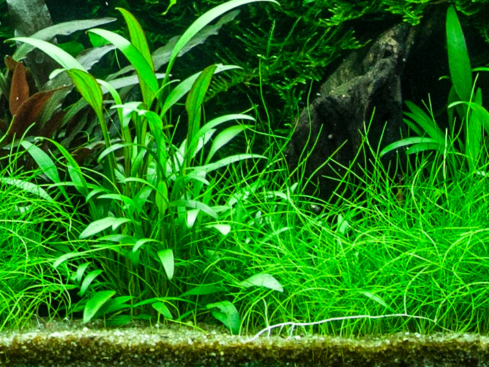 Cryptocoryne willissii AQUADIP - Image 5