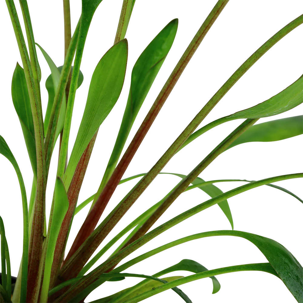 Cryptocoryne x willsii Tropica - Image 3