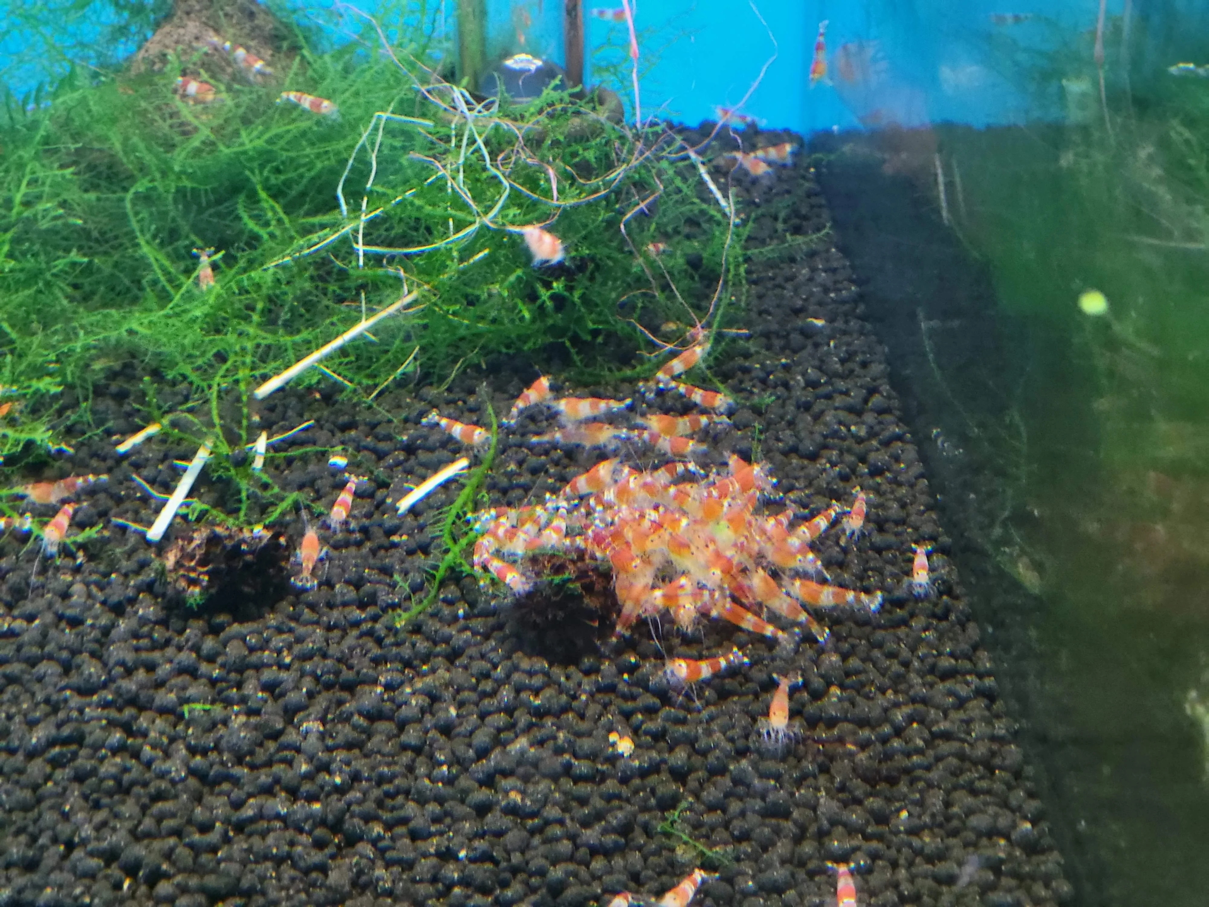 Crystal Red Shrimp - Image 7