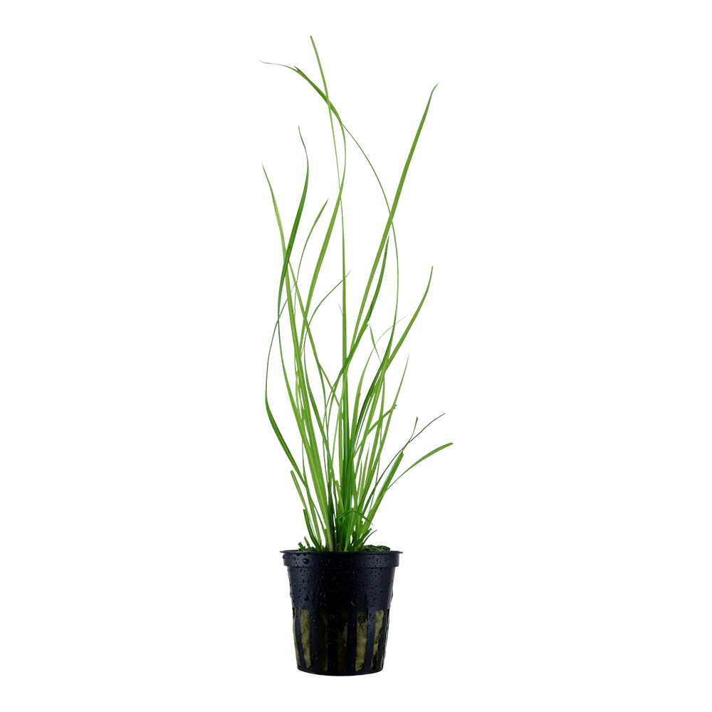 Cyperus helferi Aquafleur