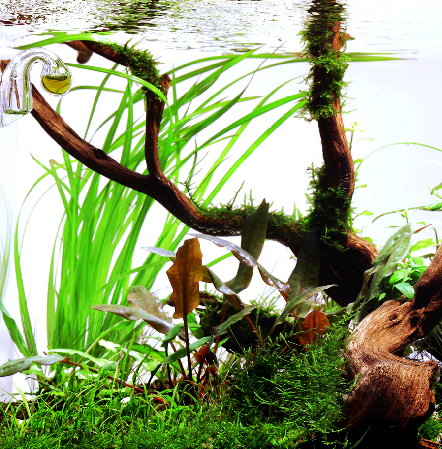 Cyperus helferi Aquafleur - Image 4