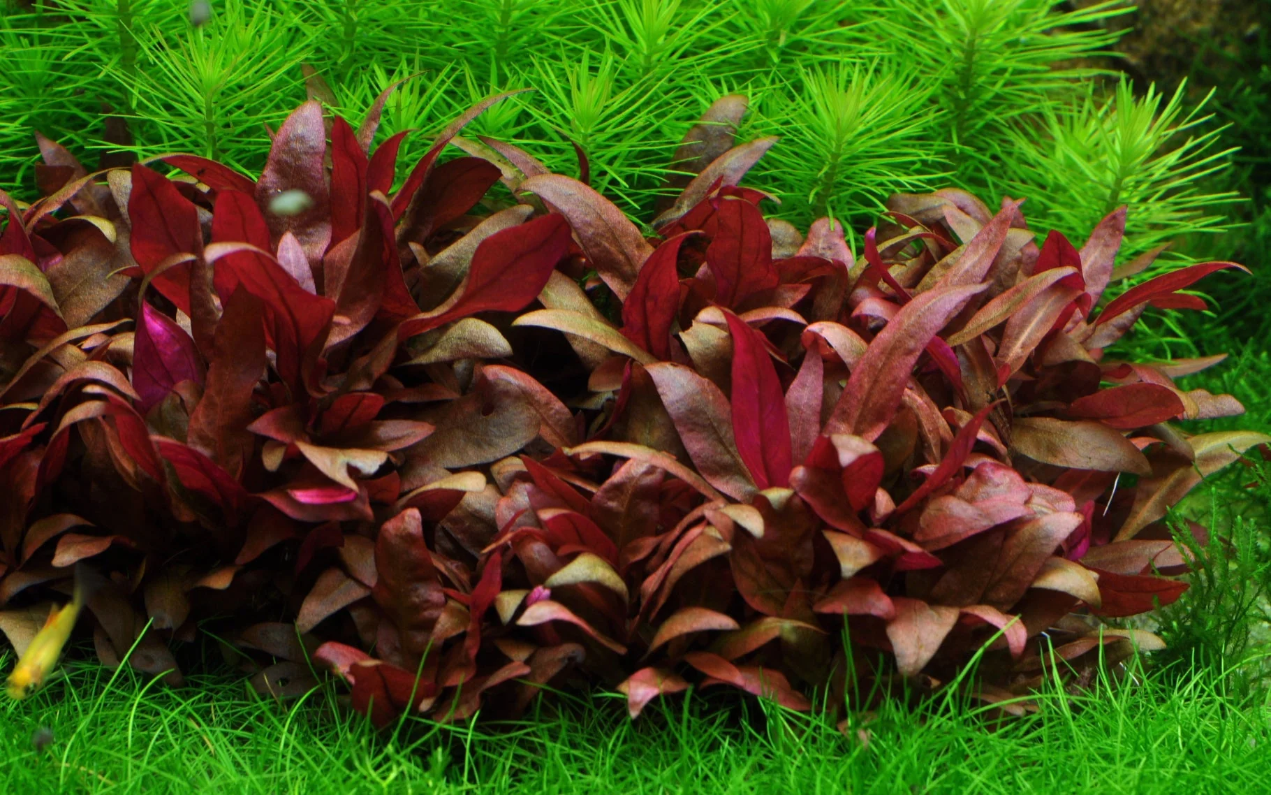 Dennerle Alternanthera reineckii 'mini' Plant-It - Image 3