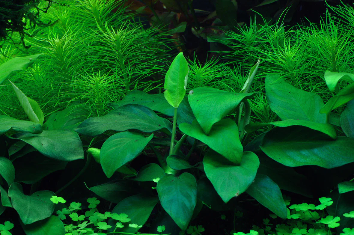 Dennerle Anubias barteri nana Plant-It - Image 3