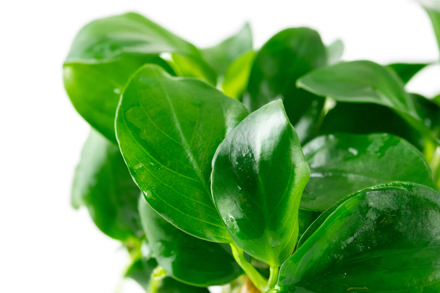 Dennerle Anubias barteri nana Plant-It - Image 4