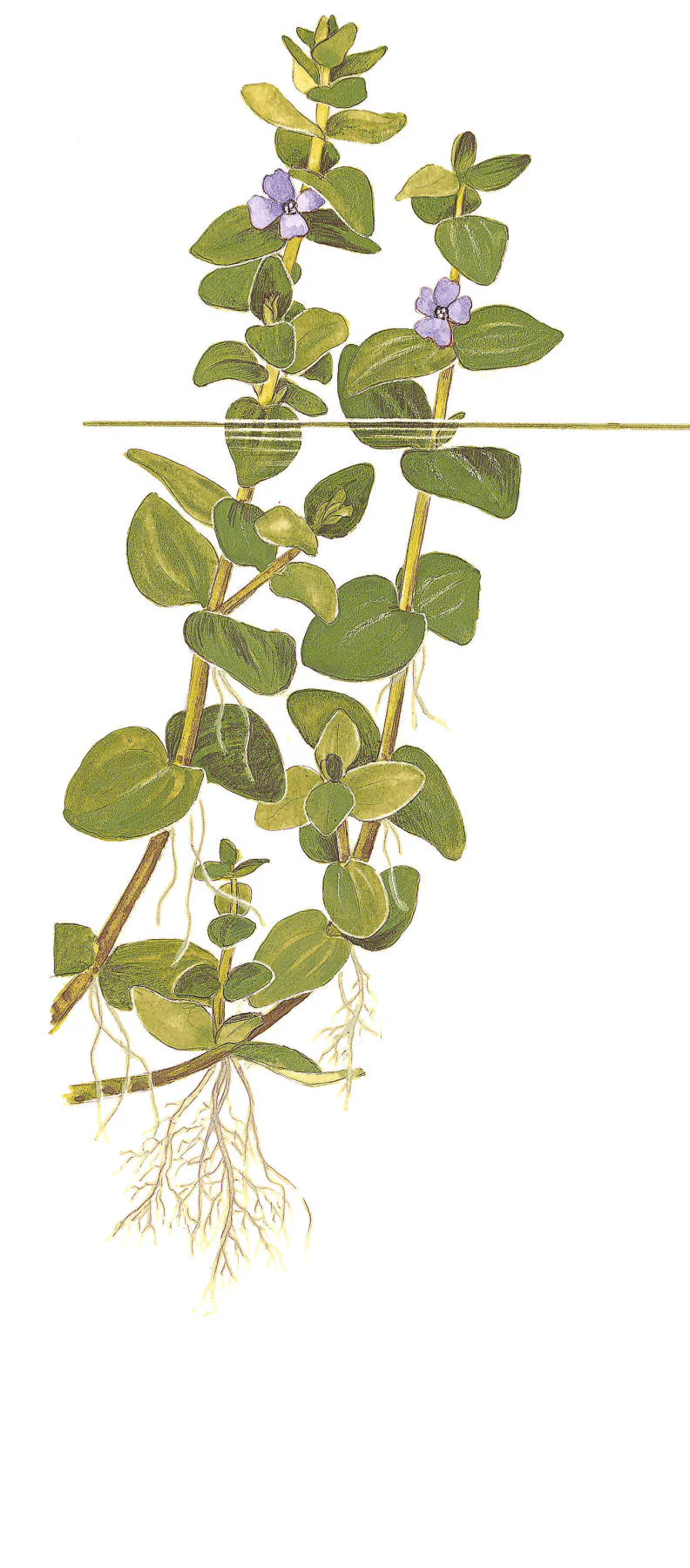 Dennerle Bacopa caroliniana Plant-It - Image 3