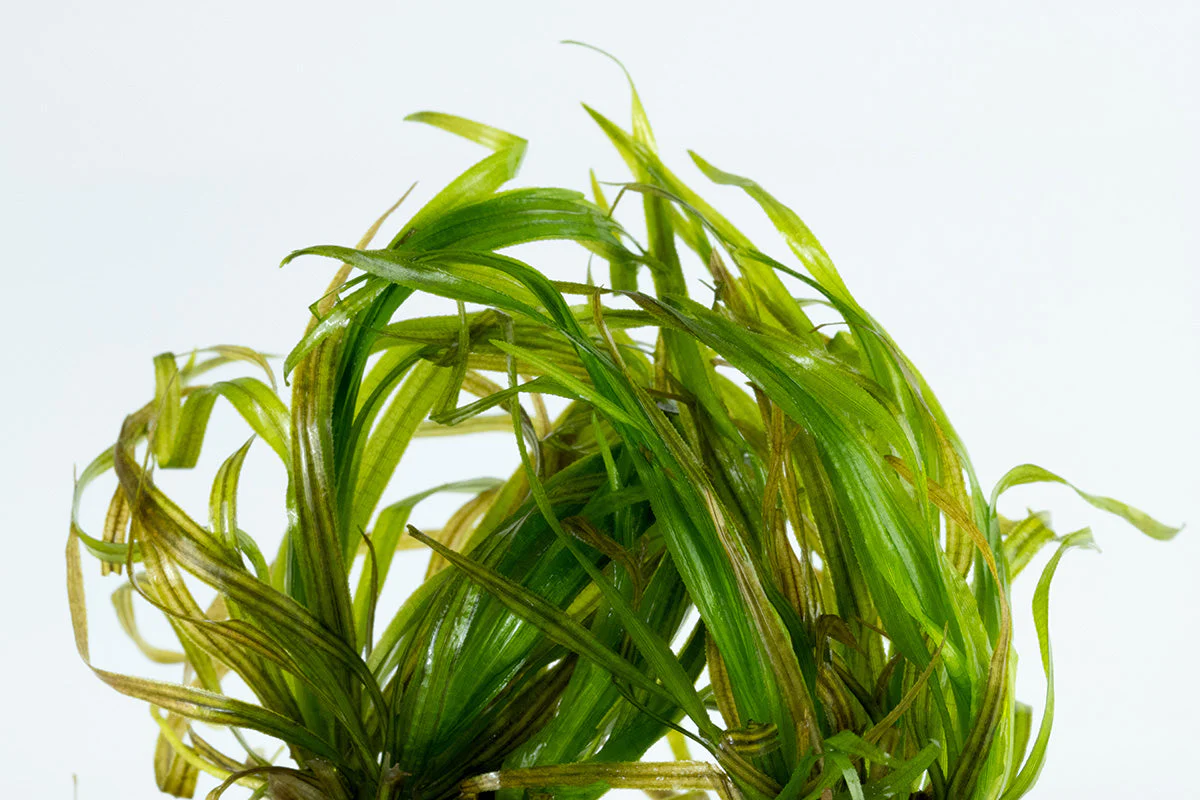 Dennerle Blyxa japonica Plant-It - Image 3