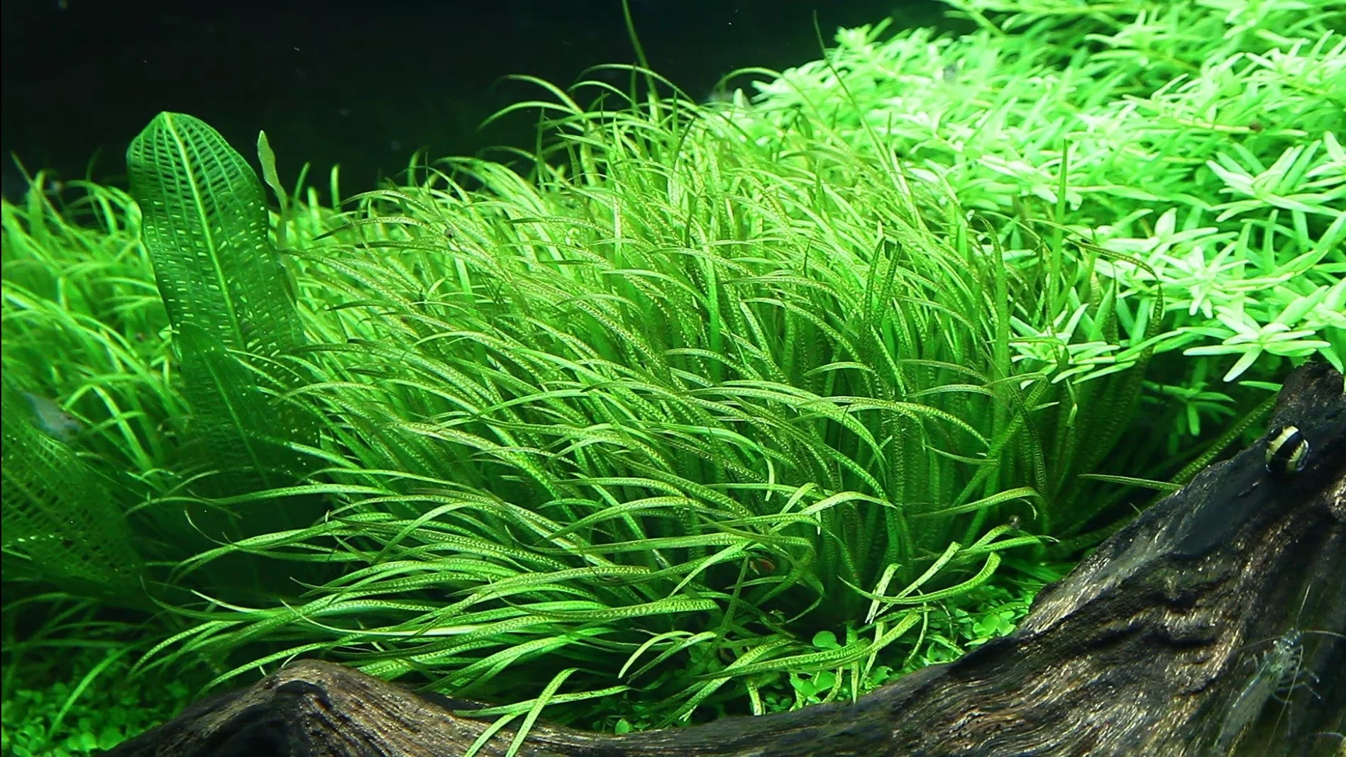 Dennerle Blyxa japonica Plant-It - Image 4
