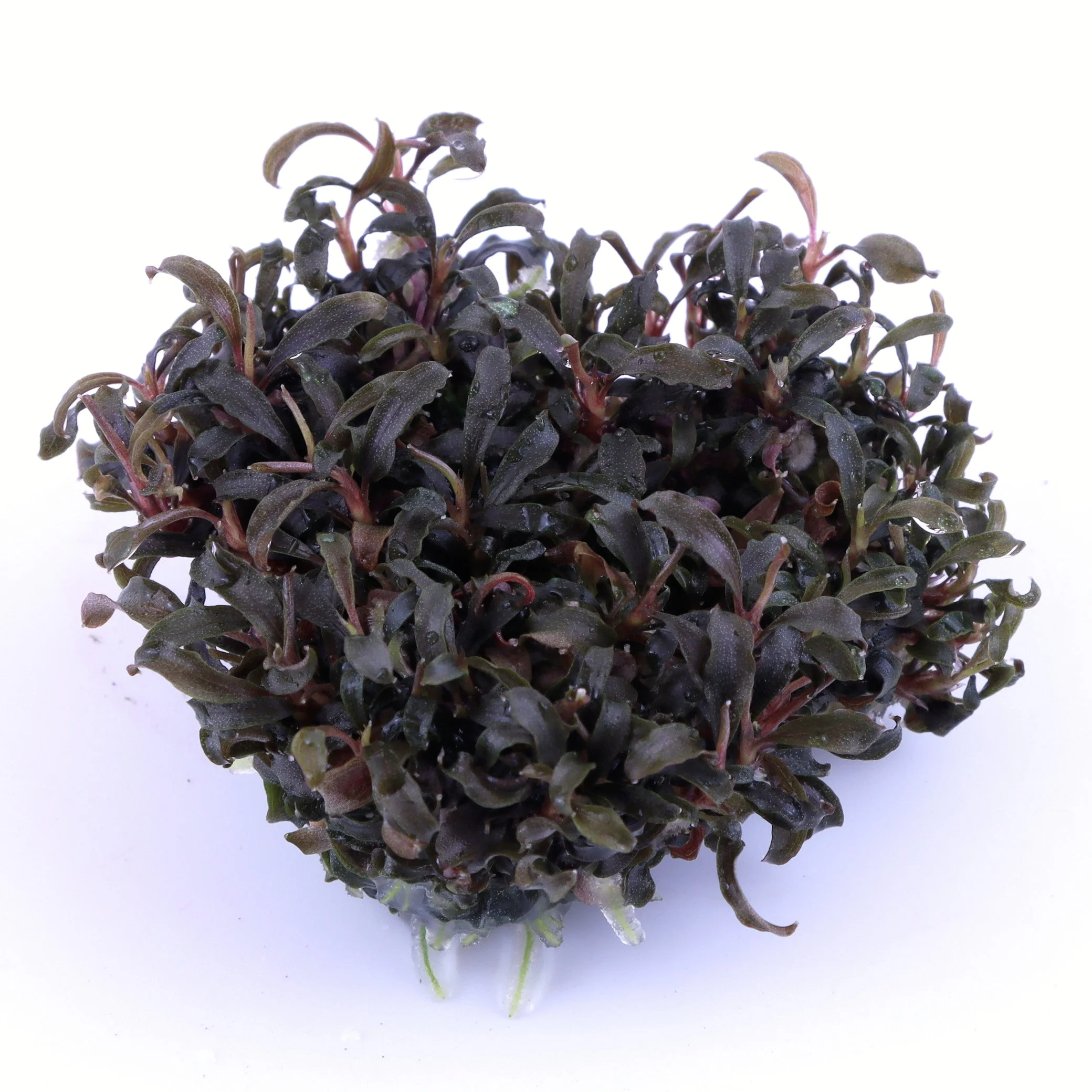 Dennerle Bucephalandra Kedagang Plant-It - Image 2