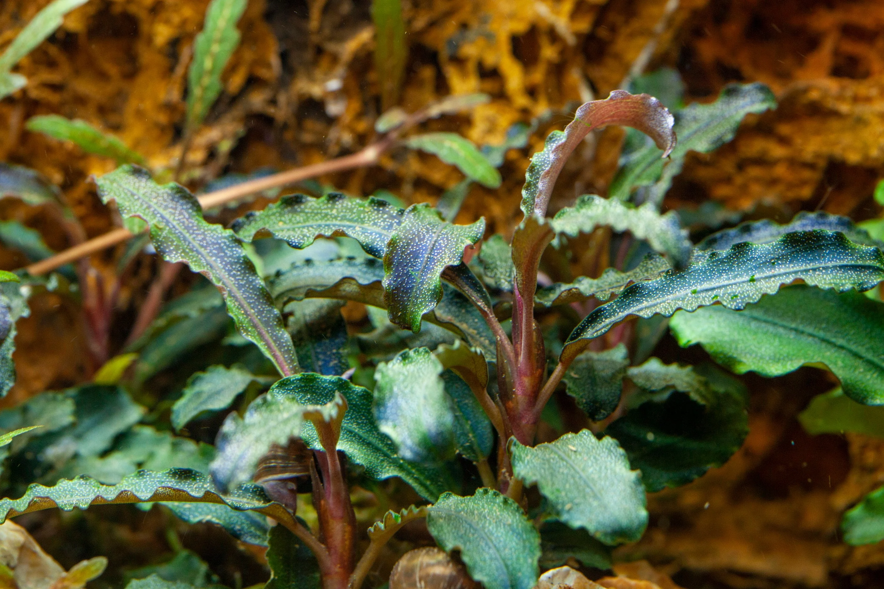 Dennerle Bucephalandra Kedagang Plant-It - Image 3