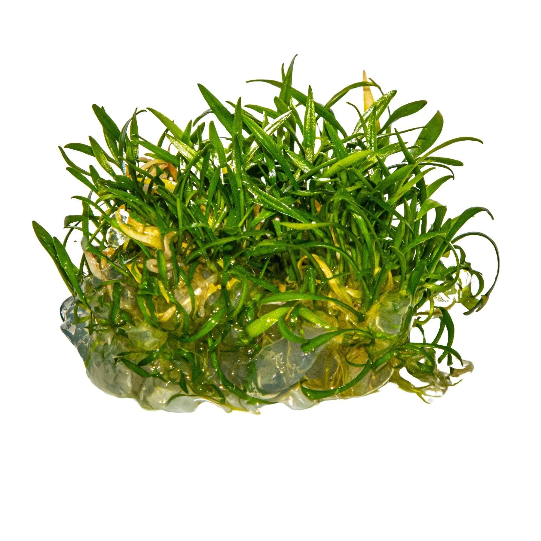 Dennerle Cryptocoryne parva Plant-It - Image 3