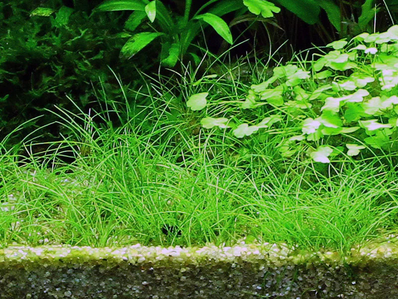 Dennerle Eleocharis acicularis Plant-It - Image 3