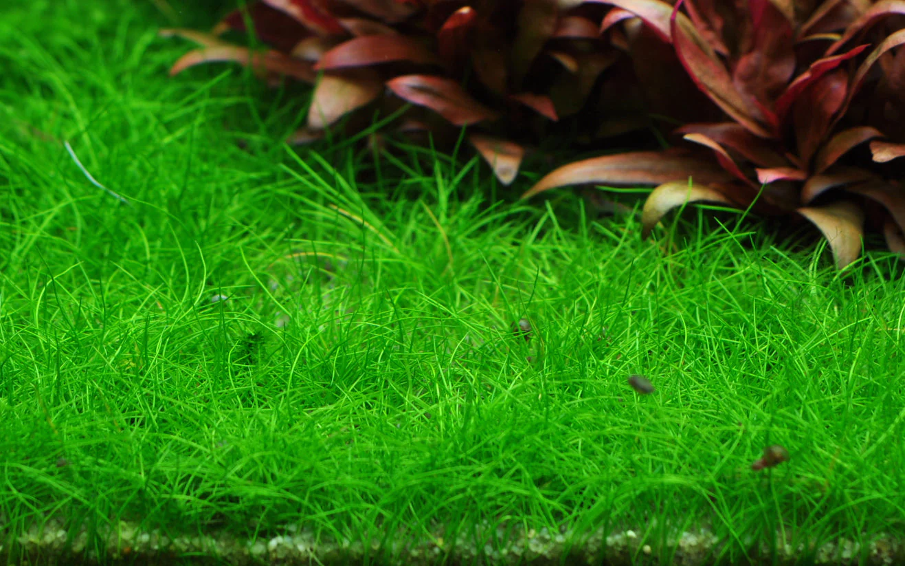 Dennerle Eleocharis pusilla Plant-It - Image 3
