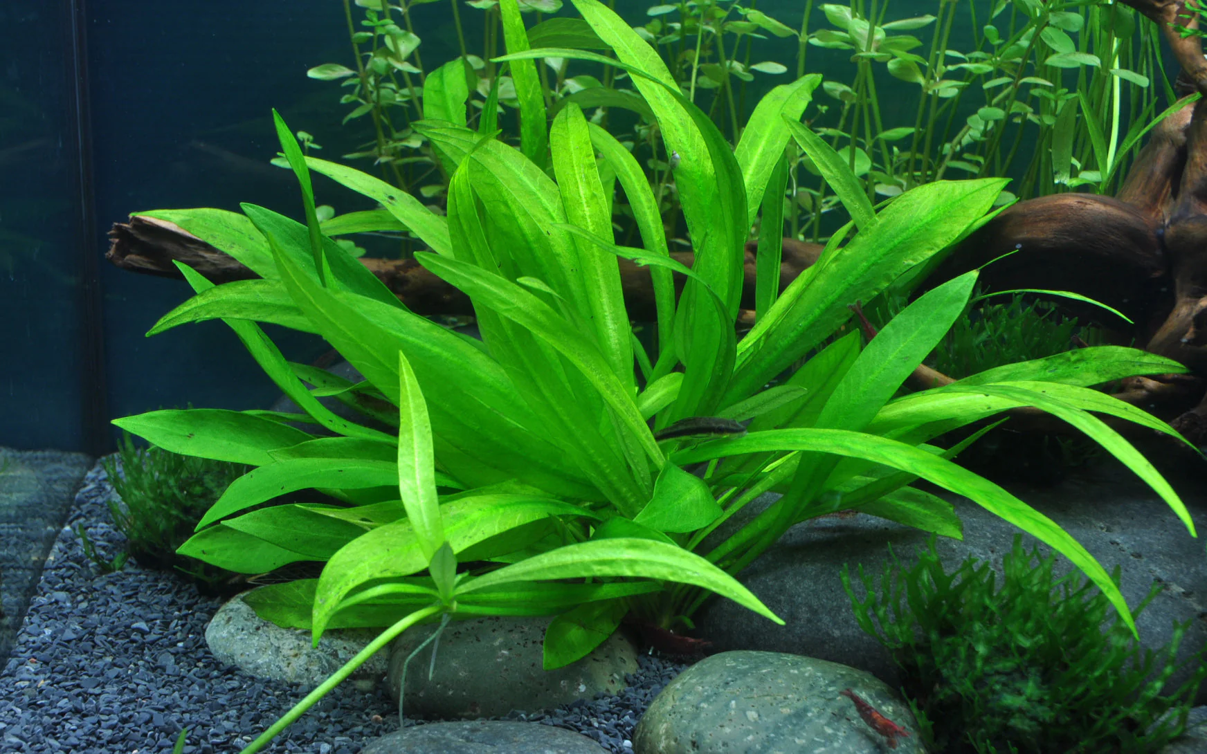 Dennerle Helanthium bolivianum Quadricostatus Plant-It - Image 3