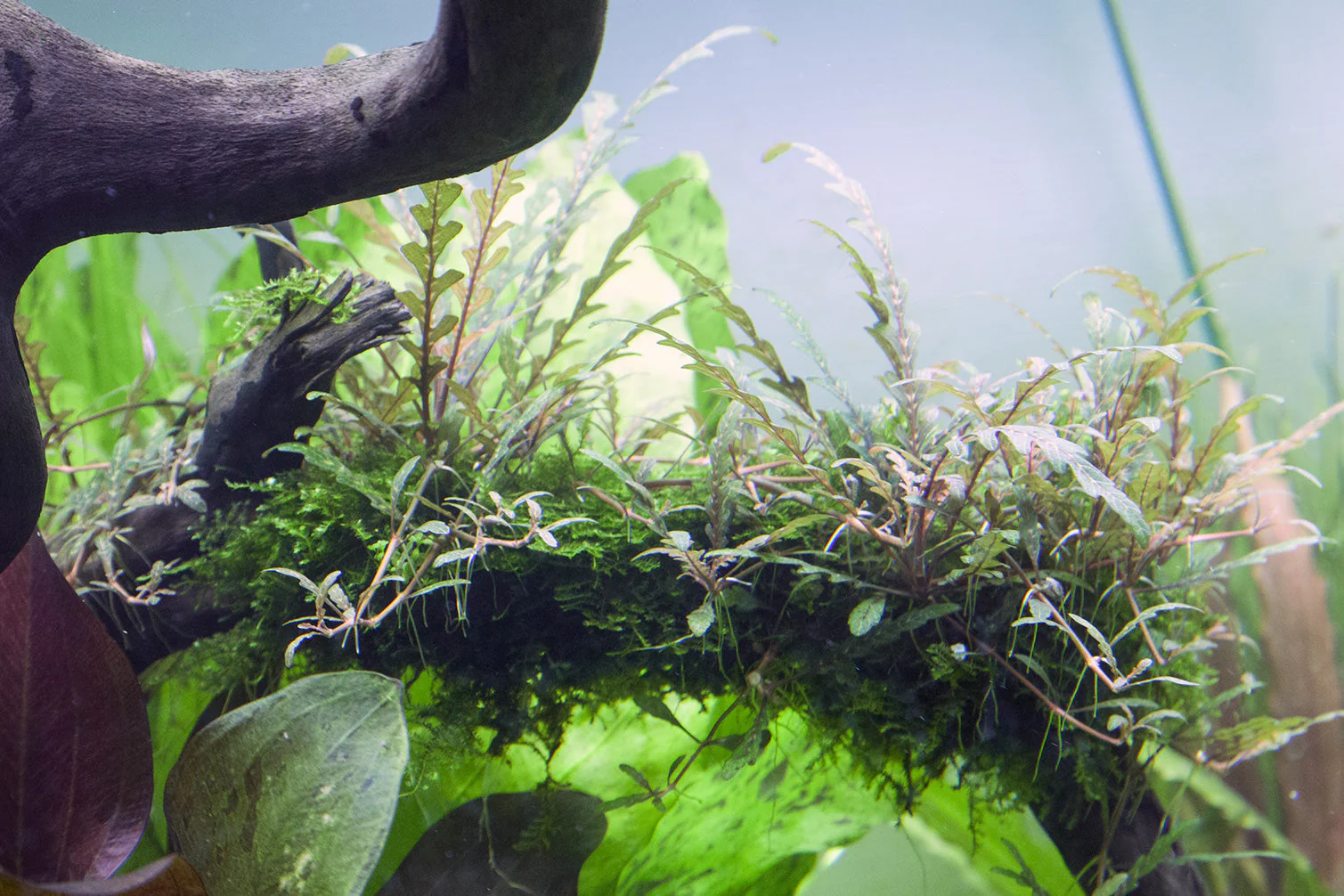 Dennerle Hygrophila pinnatifida Plant-It - Image 4