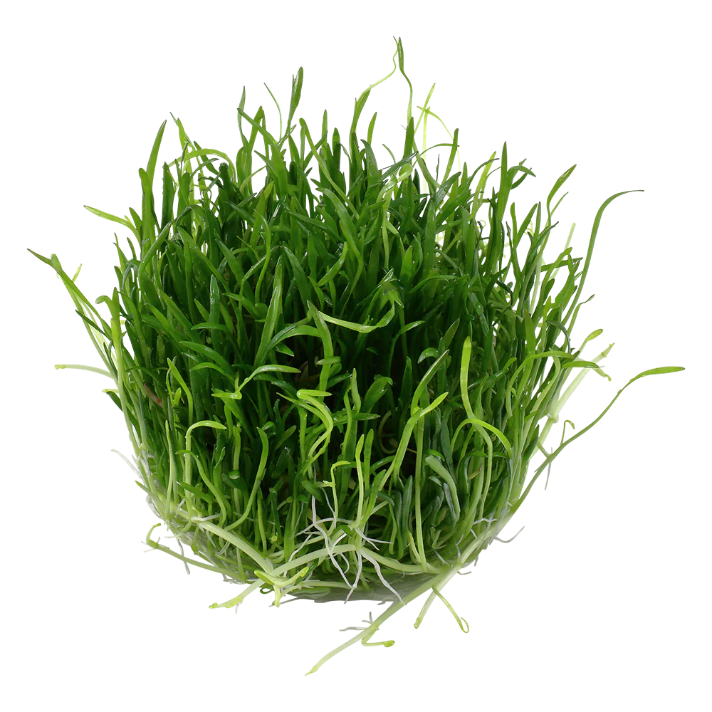 Dennerle Lilaeopsis brasiliensis Plant-It - Image 3