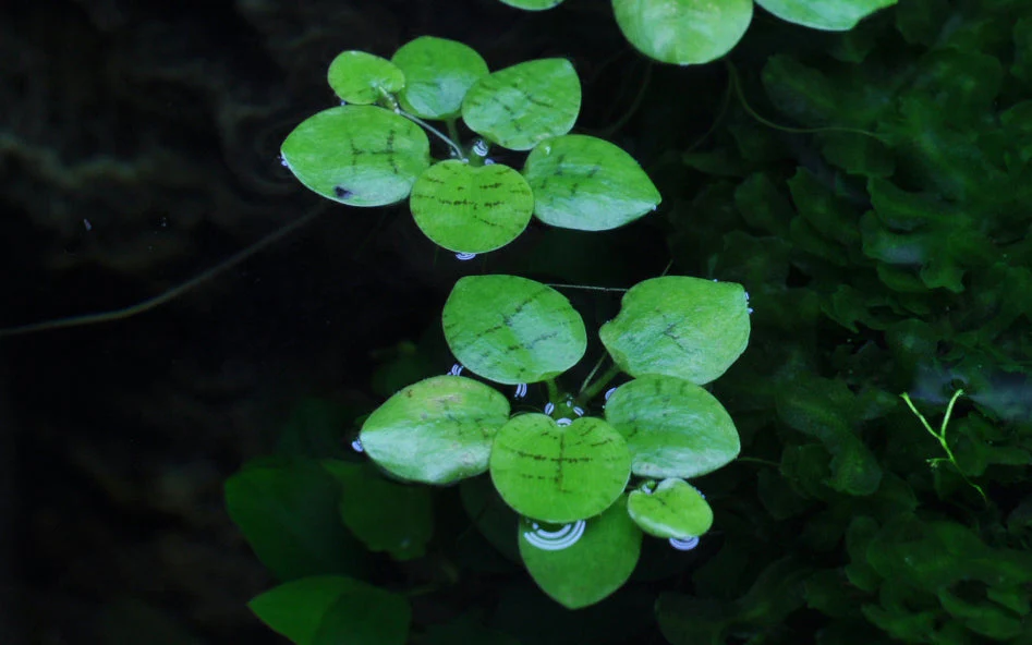 Dennerle Limnobium laevigatum Frogbit Plant-It - Image 3