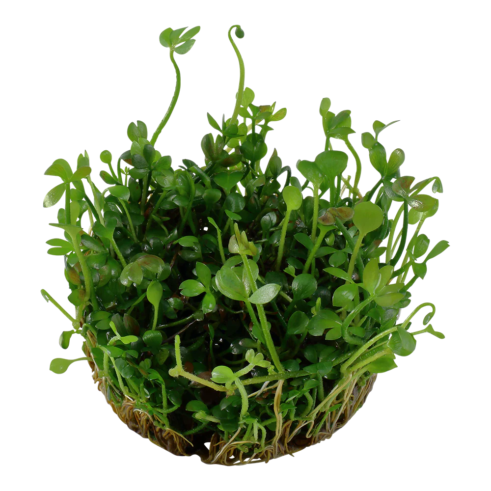 Dennerle Marsilea hirsuta Plant-It - Image 3