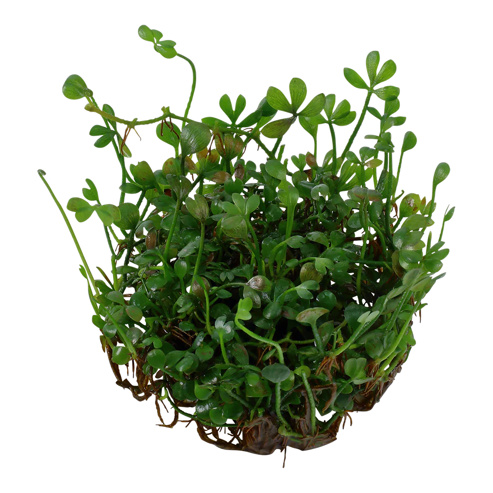 Dennerle Marsilea minuta Plant-It - Image 3