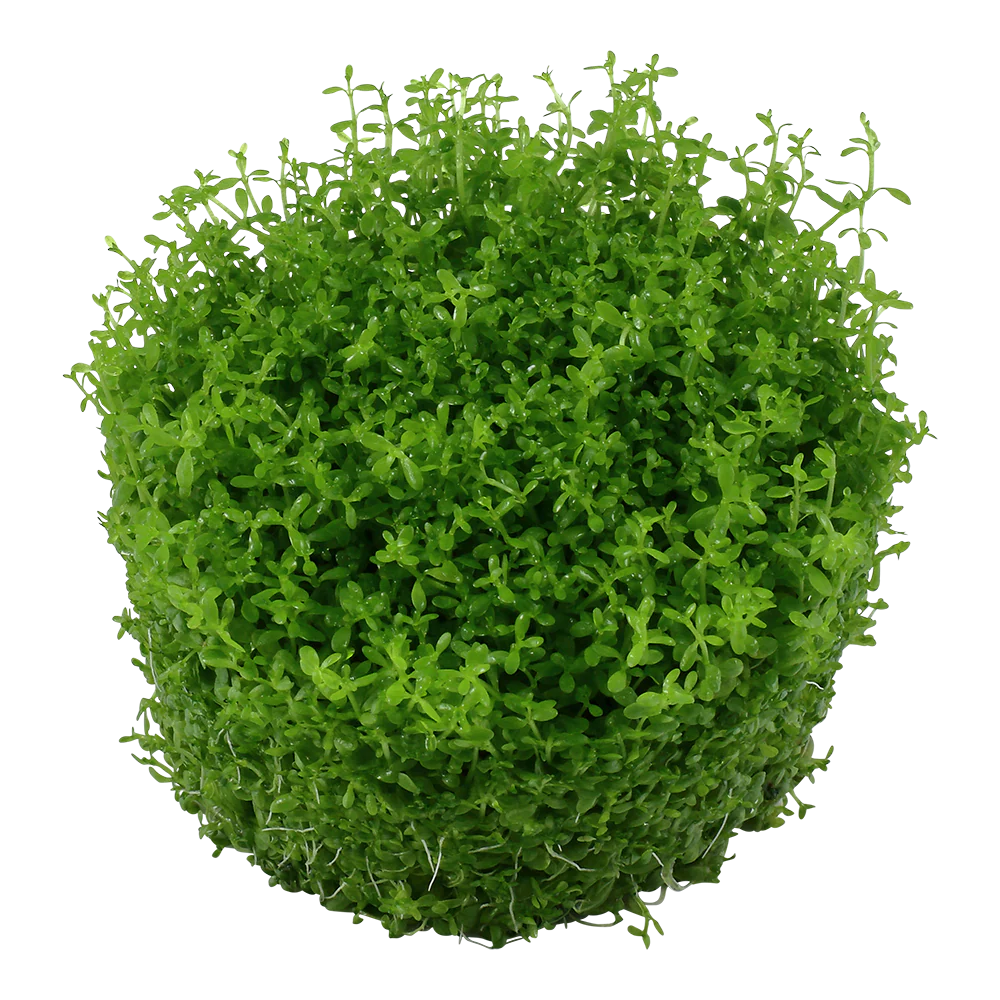 Dennerle Hemianthus callitrichoides Cuba Plant-It - Image 3