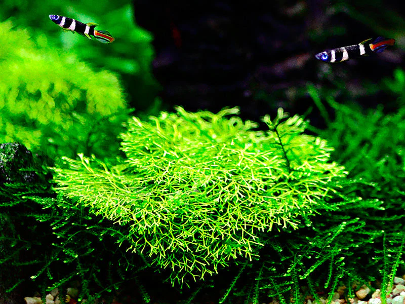 Dennerle Riccia fluitans Plant-It - Image 3