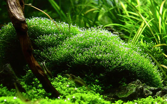 Dennerle Riccia fluitans Plant-It - Image 4