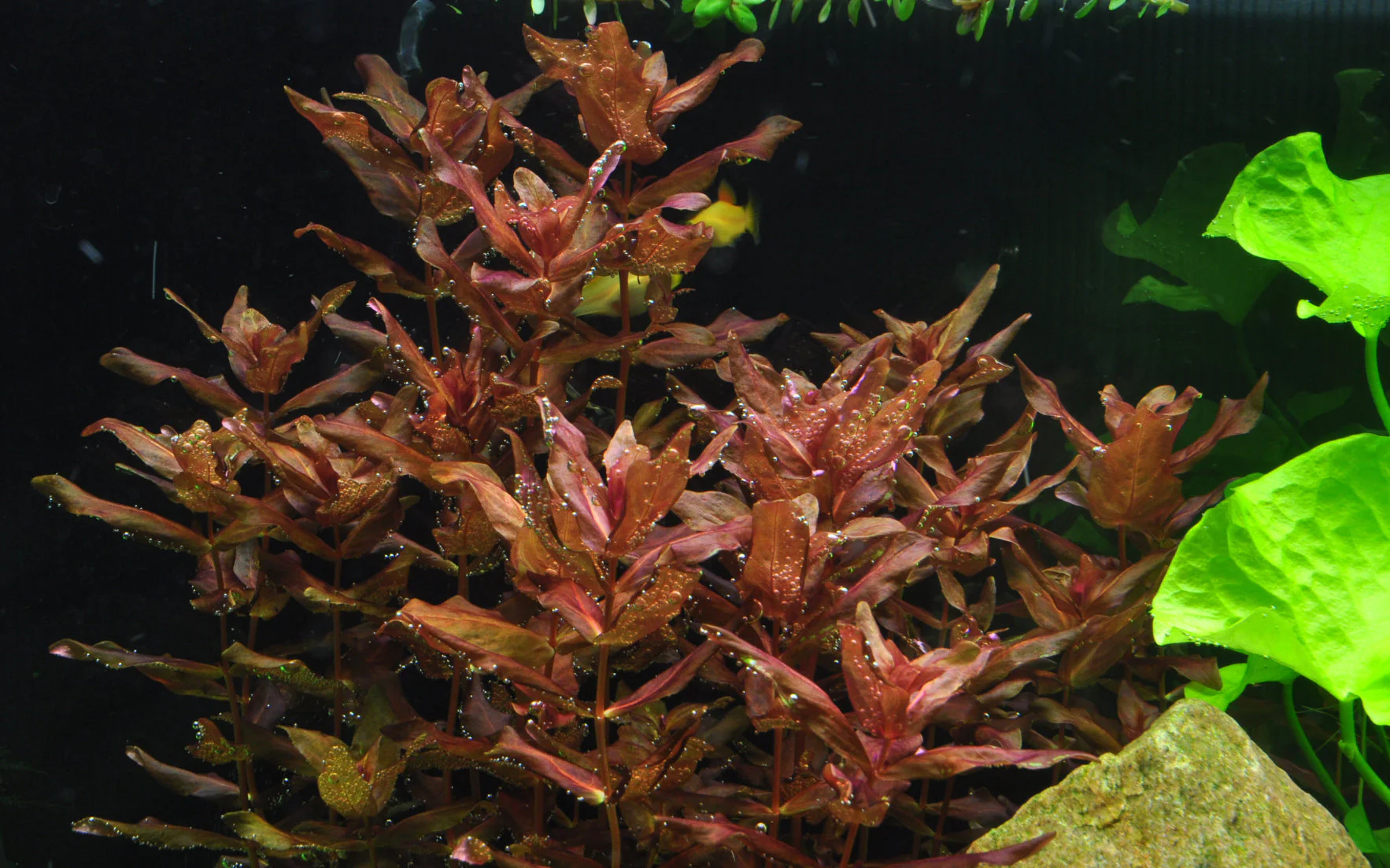 Dennerle Rotala macrandra Plant-It - Image 2