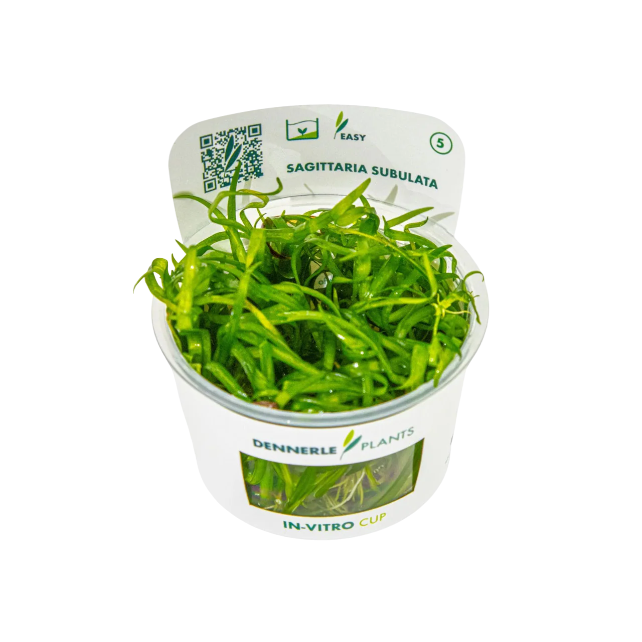 Dennerle Sagittaria subulata Plant-It