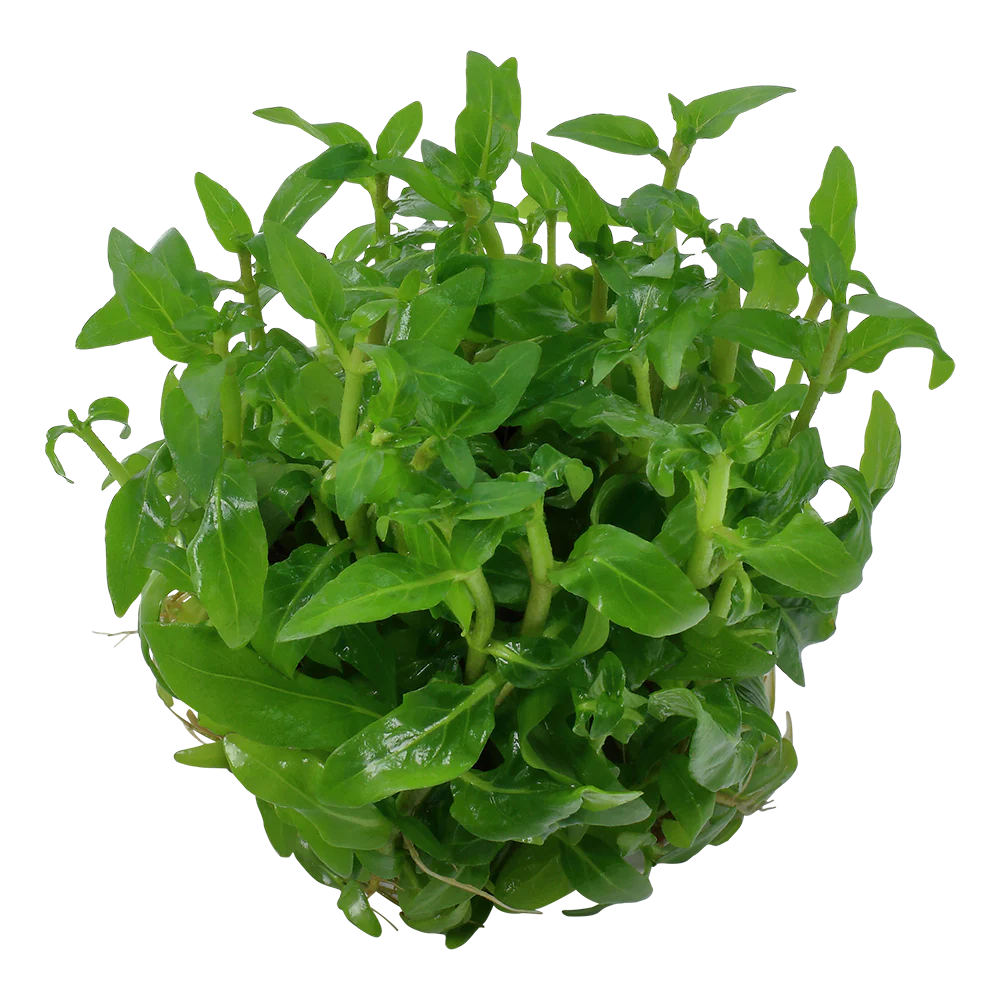Dennerle Staurogyne repens Plant-It - Image 3