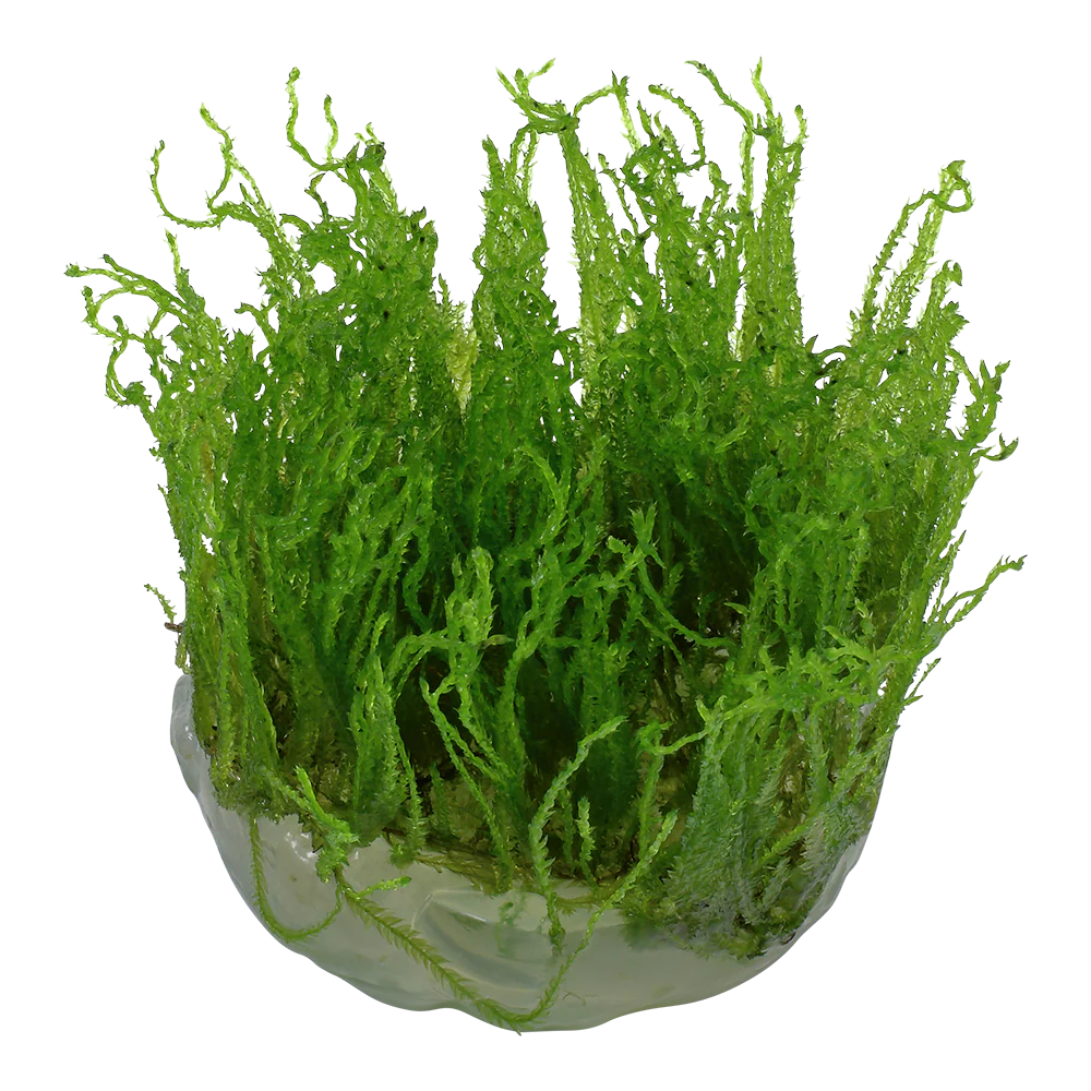 Dennerle Taxiphyllum alternans Taiwan Moss Plant-It - Image 3