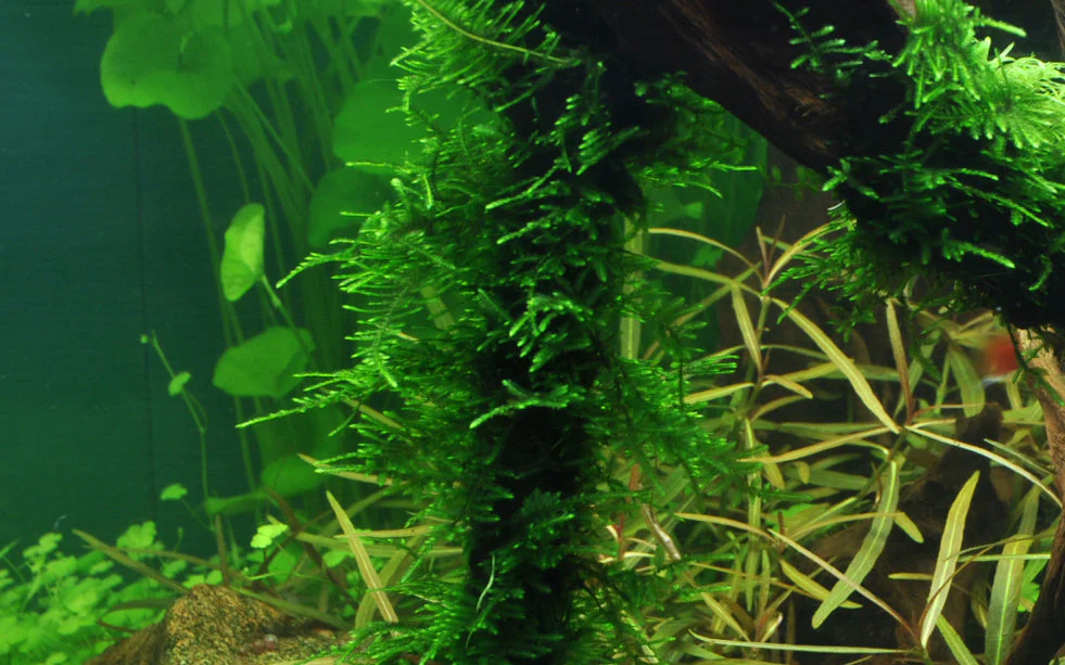 Dennerle Taxiphyllum Spiky Moss Plant-It - Image 3