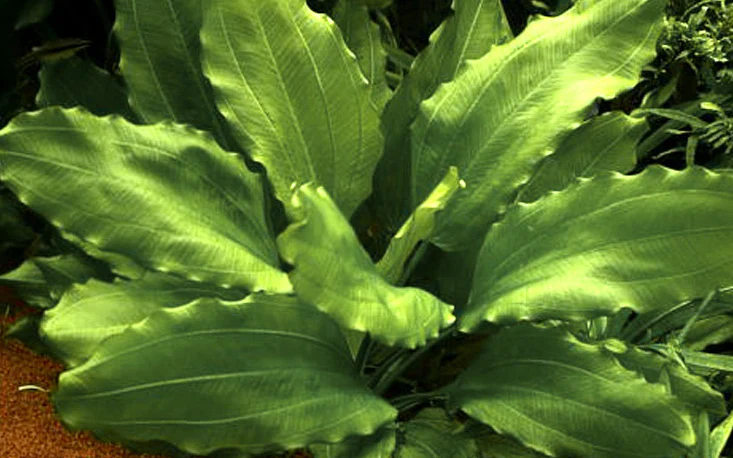 Echinodorus Aquartica Tropica - Image 4