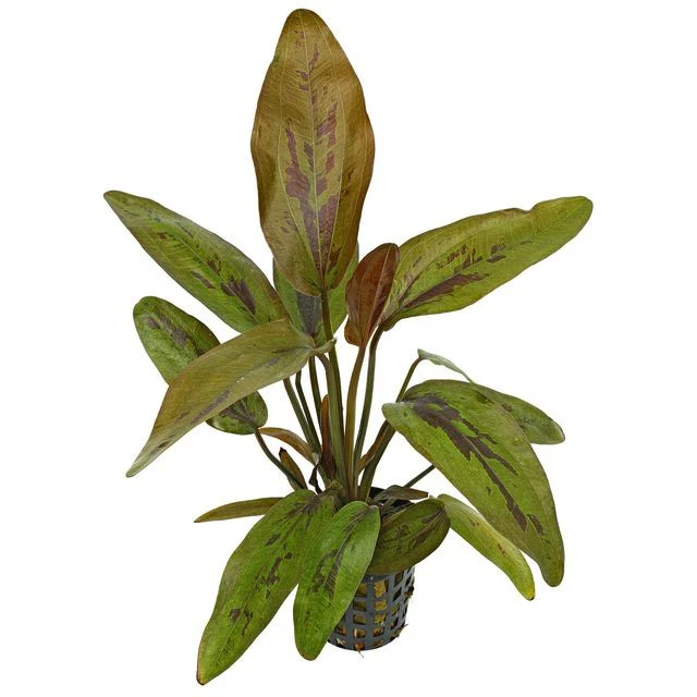 Echinodorus atlandsberg AQUADIP - Image 2