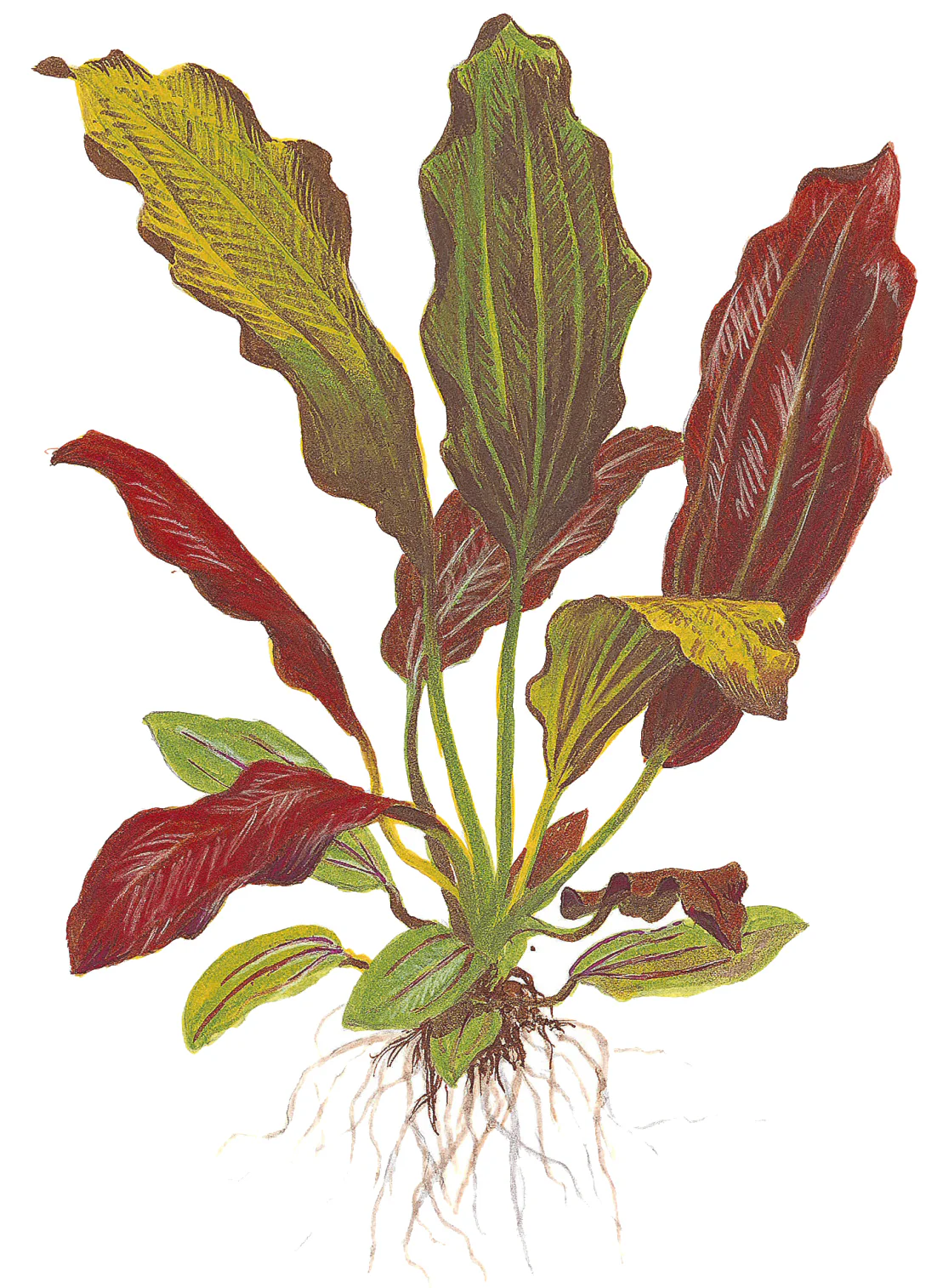 Echinodorus Barthii Tropica - Image 4