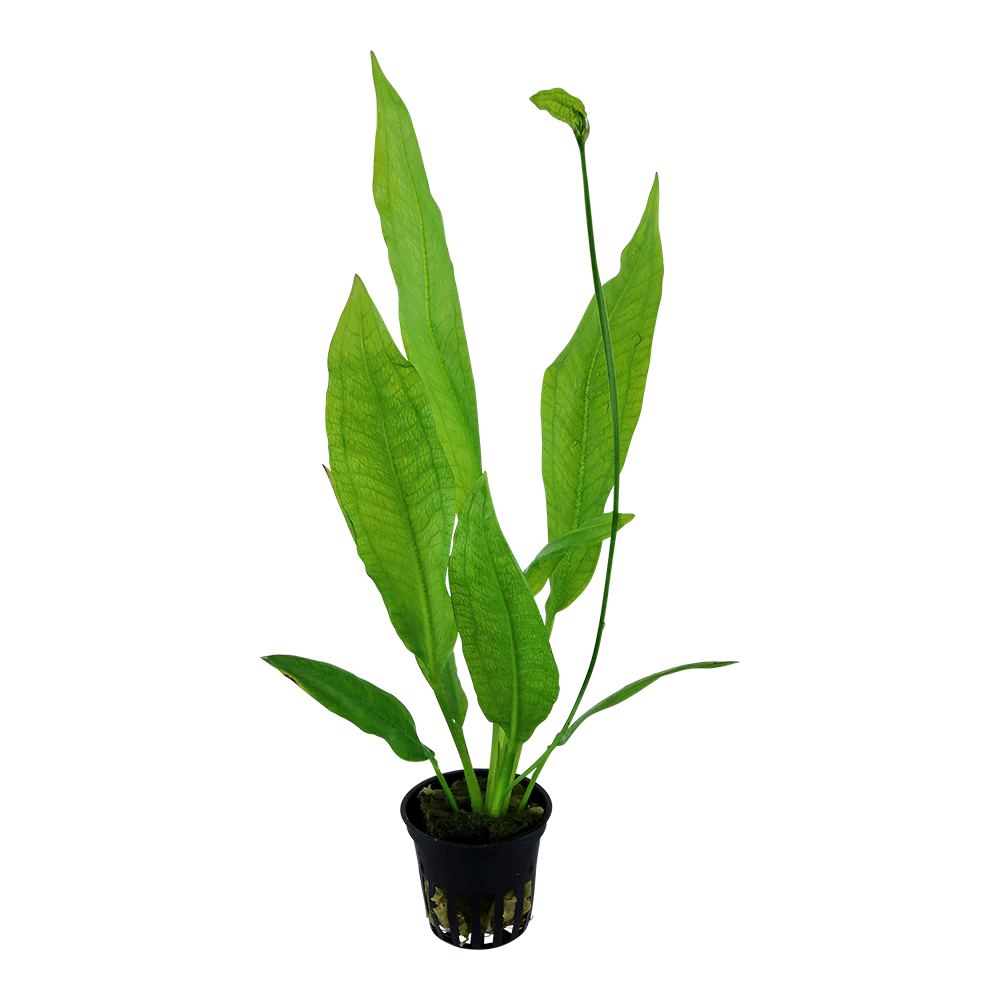Echinodorus bleheri AQUADIP