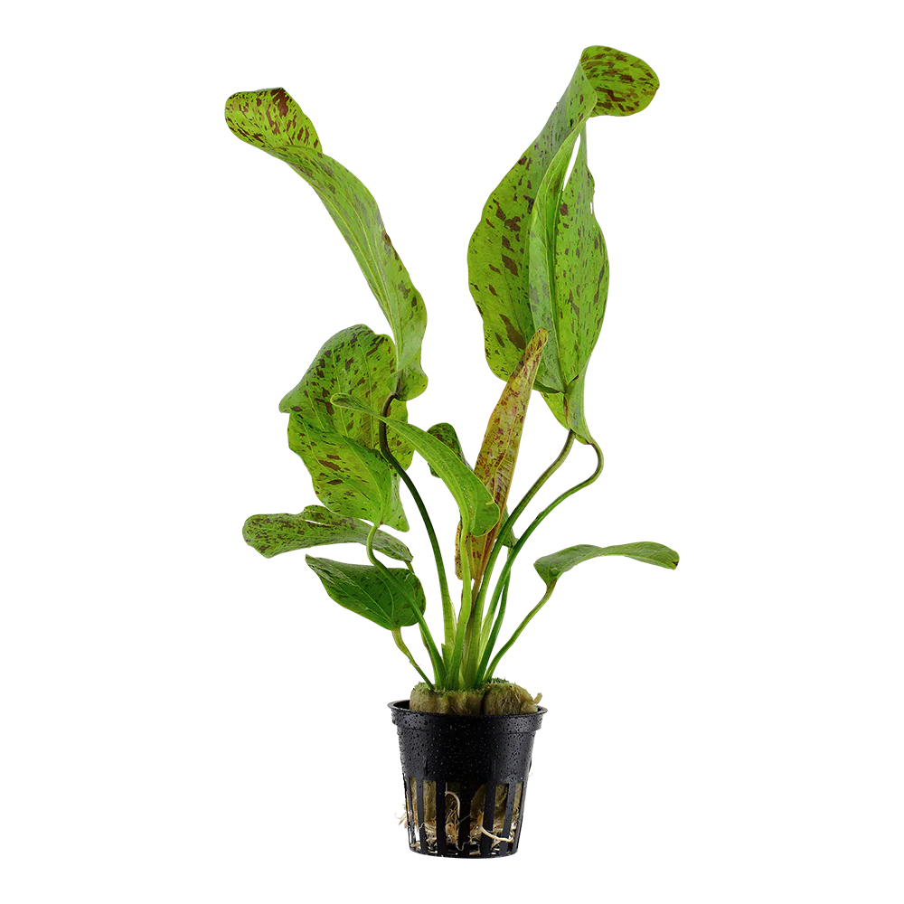 Echinodorus Ozelot Green Tropica