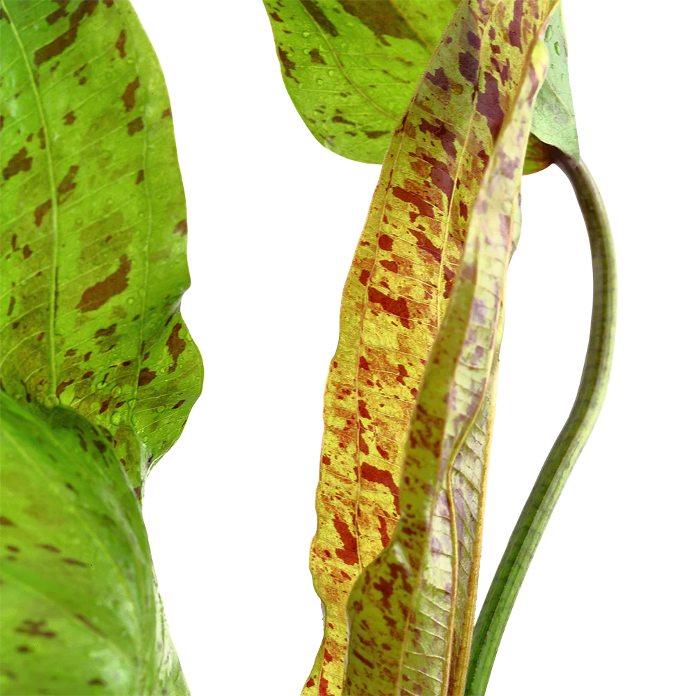 Echinodorus Ozelot Green Tropica - Image 2