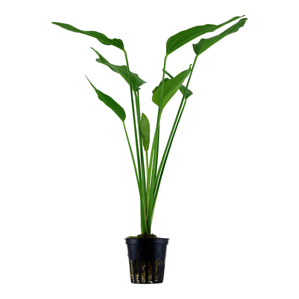 Echinodorus palaefolius Tropica - Image 3