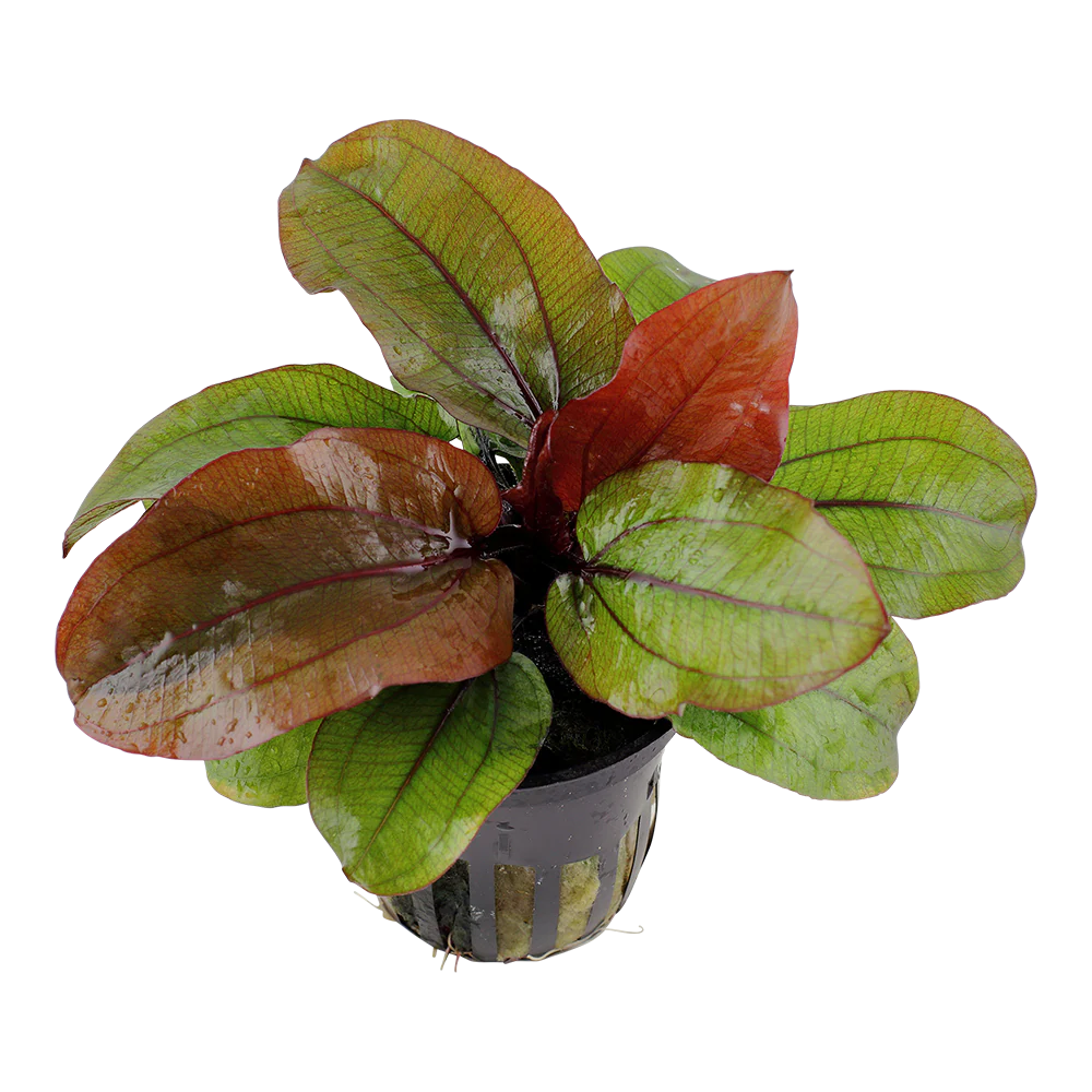 Echinodorus Reni AQUADIP - Image 2