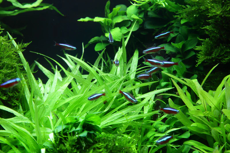 Helanthium 'Quadricostatus' Tropica - Image 4