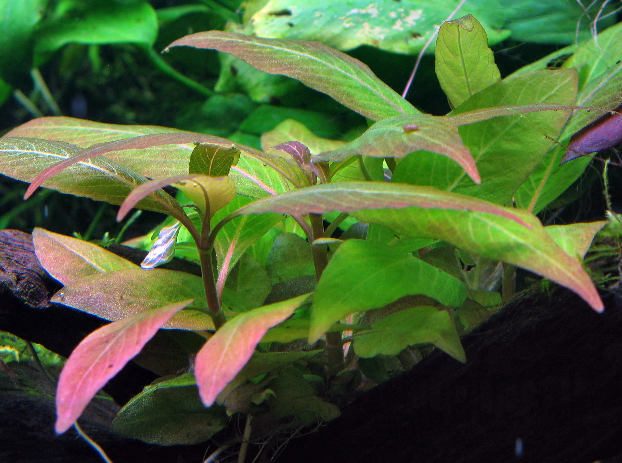 Hygrophila compact Tropica - Image 3