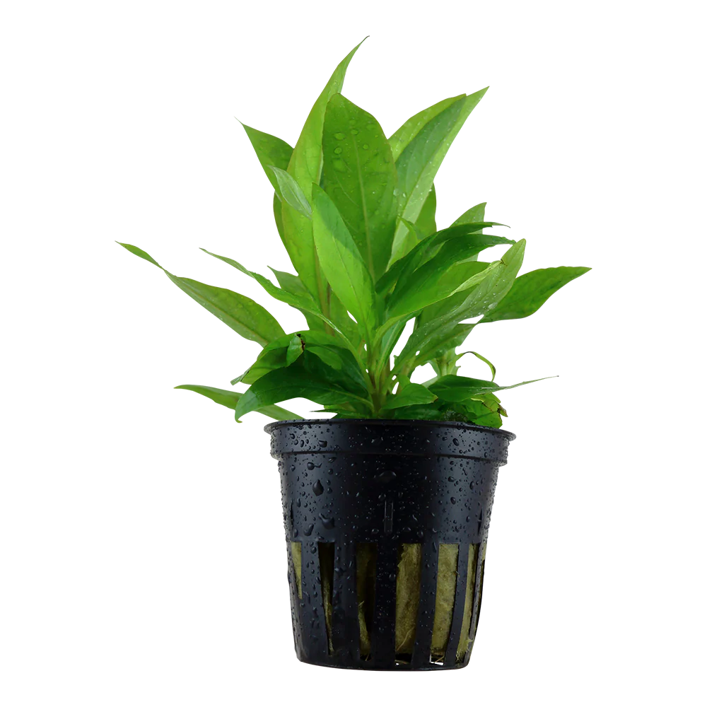 Hygrophila costata Tropica