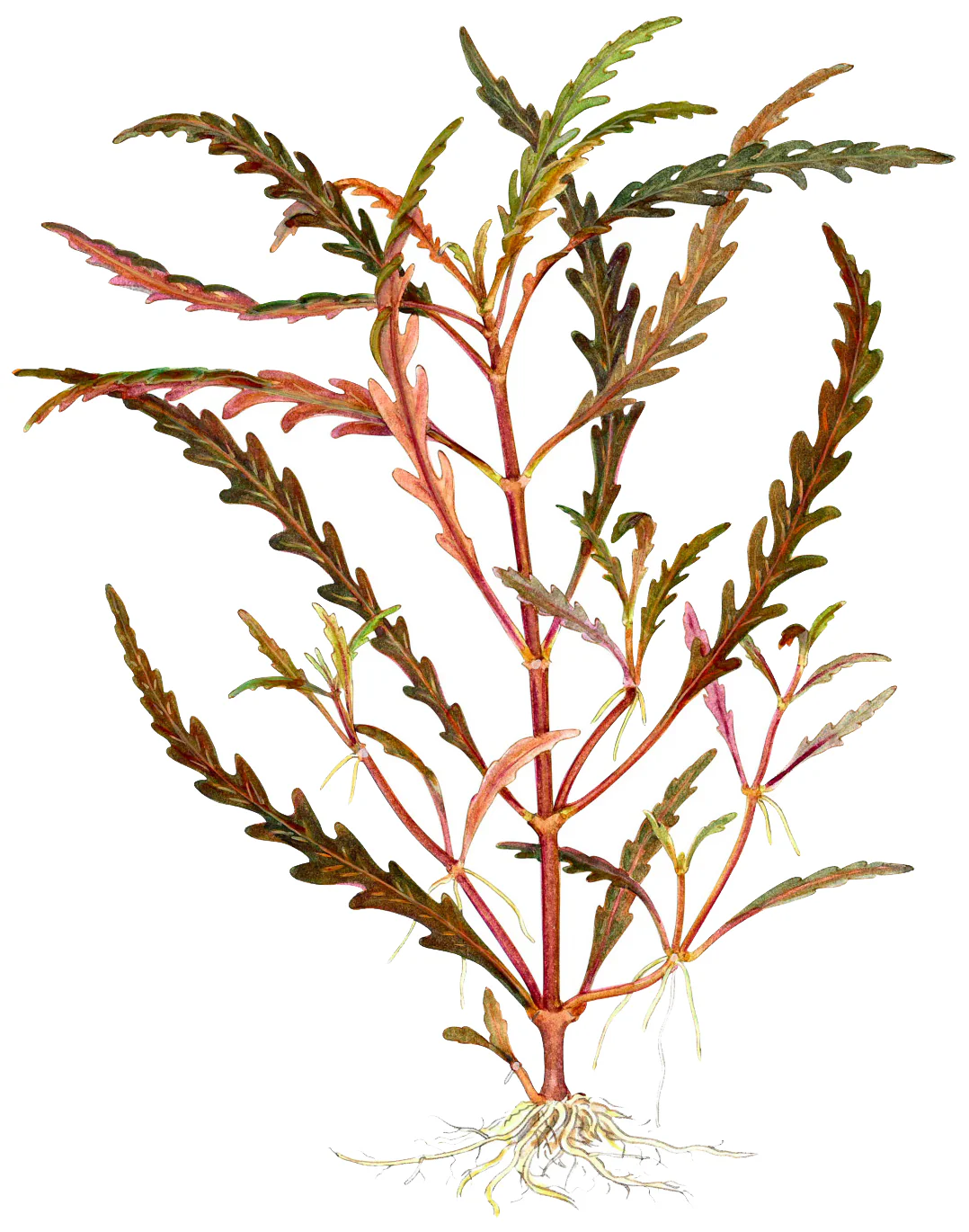 Hygrophila pinnatifida Tropica - Image 6