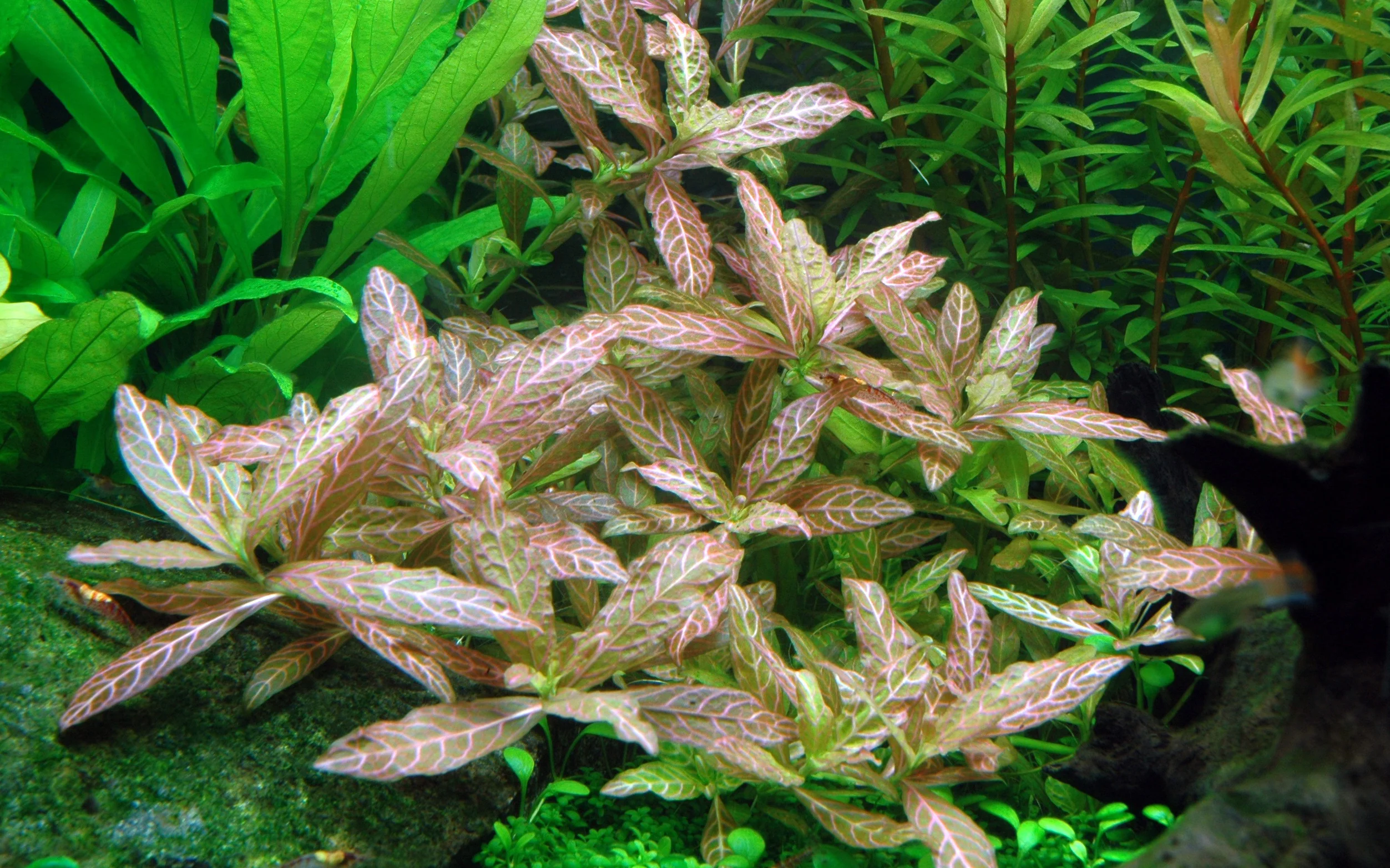 Hygrophila polysperma Rosanervig Tropica - Image 4