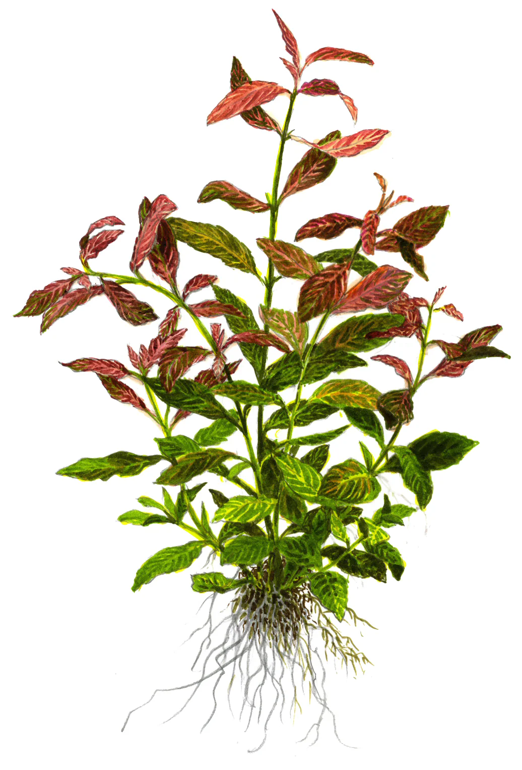 Hygrophila polysperma Rosanervig Tropica - Image 5