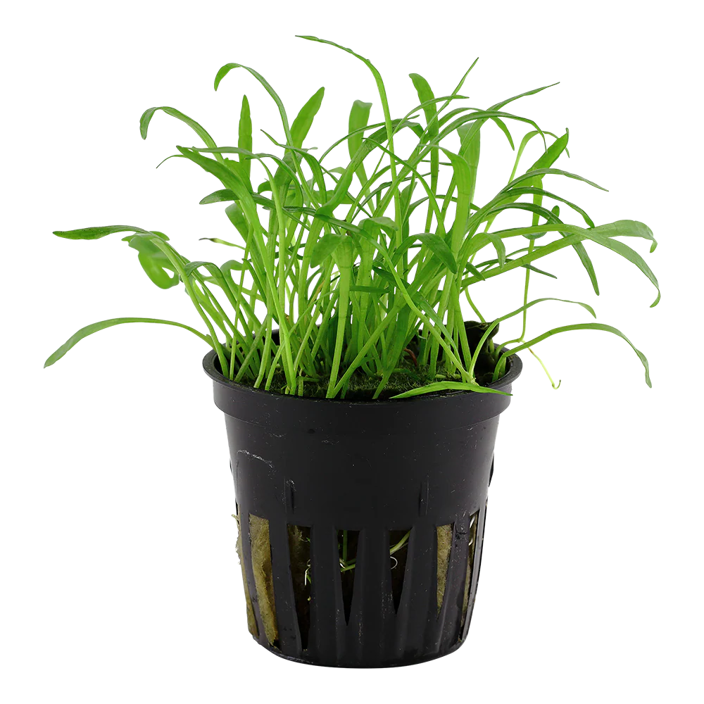 Lilaeopsis brasiliensis Tropica
