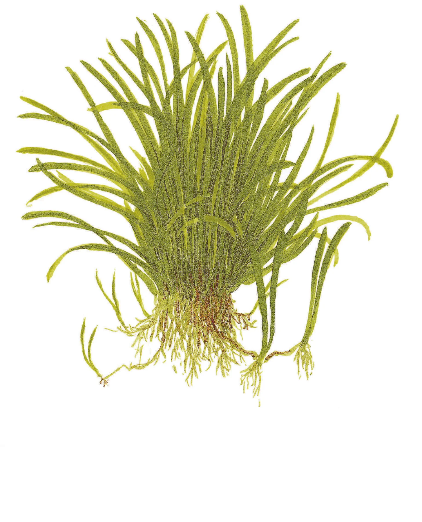 Lilaeopsis brasiliensis Tropica (Single Package) - Image 4