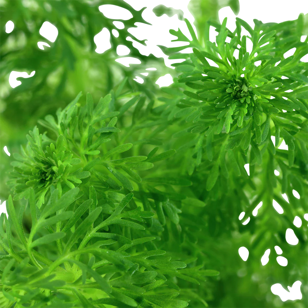 Limnophila sessiliflora Tropica - Image 2